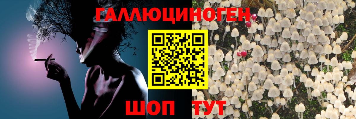 Псилоцибиновые грибы Psilocybe Муром
